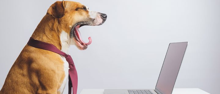 A dog in front of a laptop